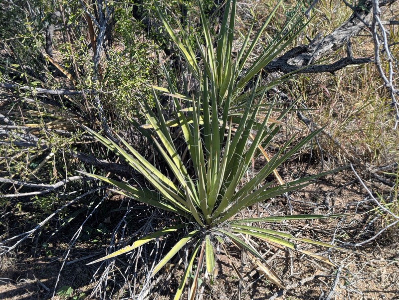 Yucca baccata var. brevifolia photo 4