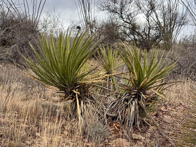 Yucca baccata var. brevifolia photo 5