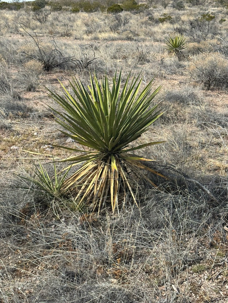 Yucca baccata var. brevifolia photo 6
