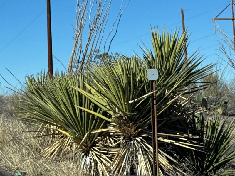 Yucca baccata var. brevifolia photo 7