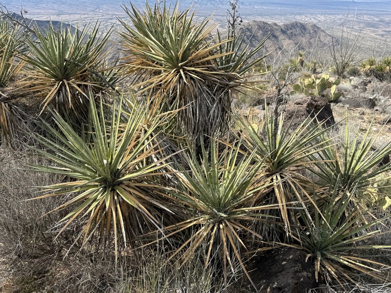 Yucca baccata var. brevifolia photo 8