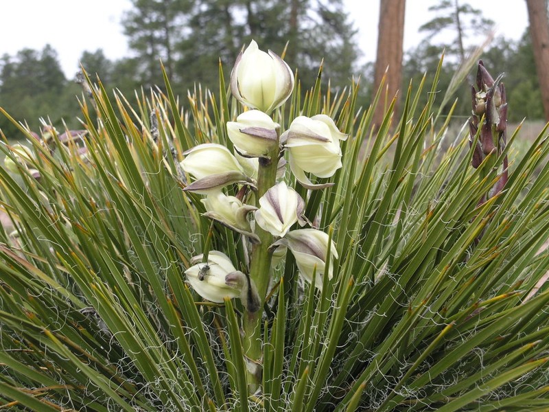 Navajo Yucca photo 2
