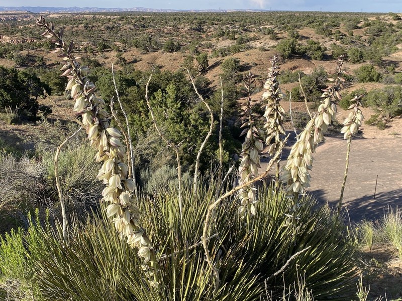 Navajo Yucca photo 3