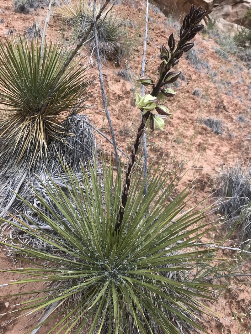 Navajo Yucca photo 4