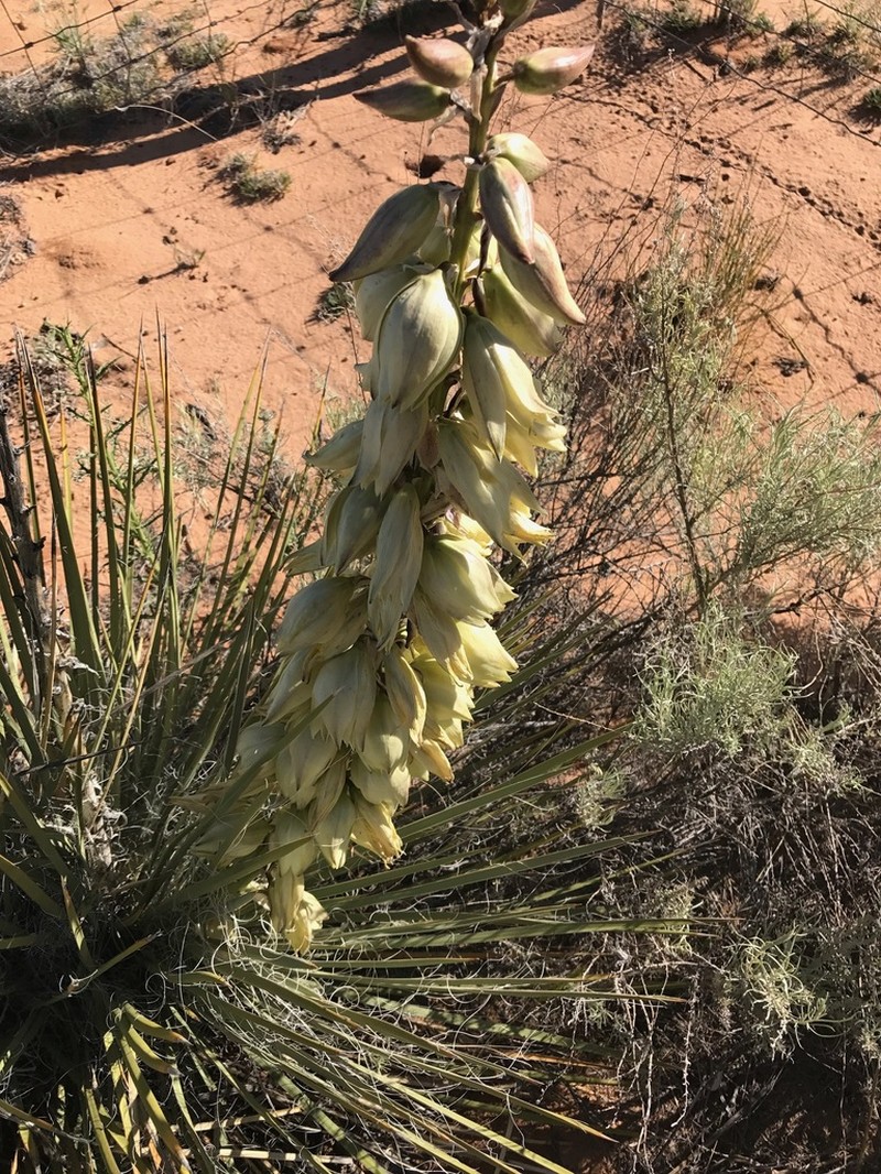 Navajo Yucca photo 5