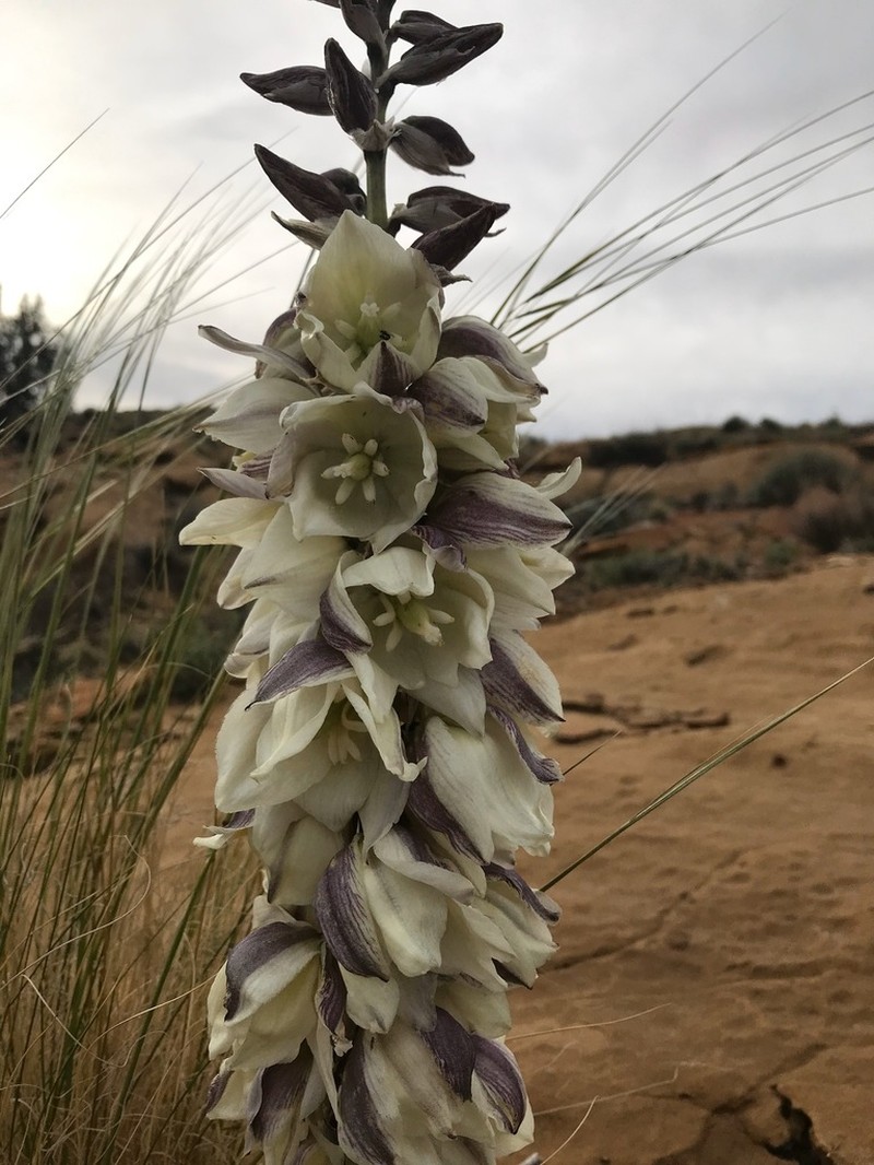 Navajo Yucca photo 6