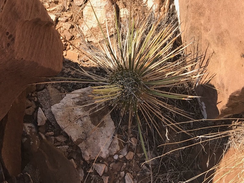 Navajo Yucca photo 7