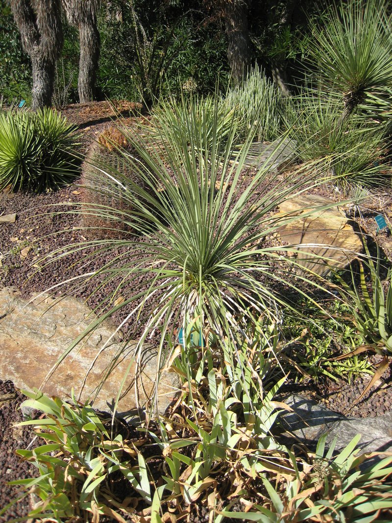 Navajo Yucca