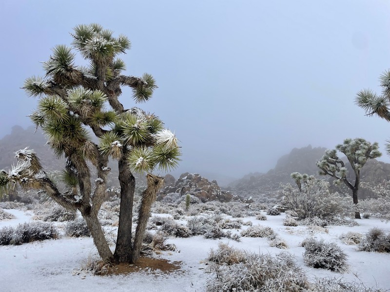 Joshua Tree