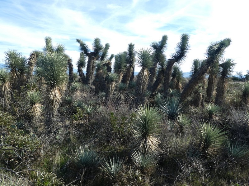 Joshua Tree photo 2