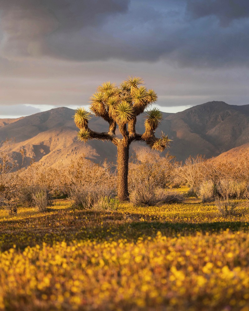 Joshua Tree photo 3