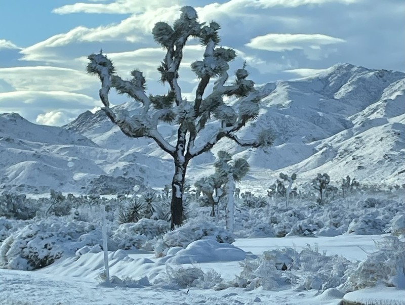 Joshua Tree photo 4