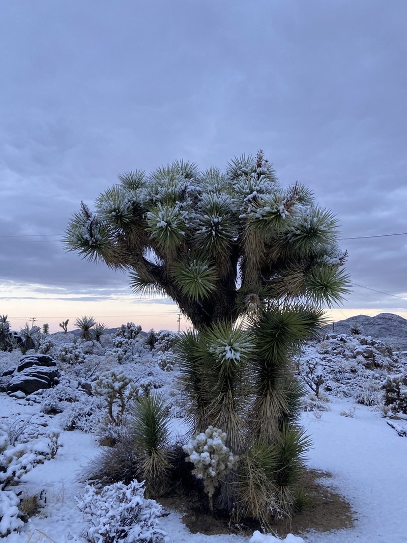 Joshua Tree photo 5