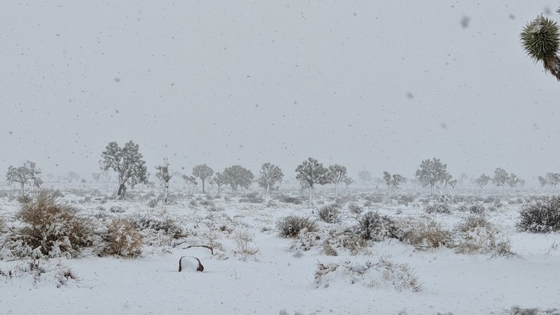 Joshua Tree photo 6