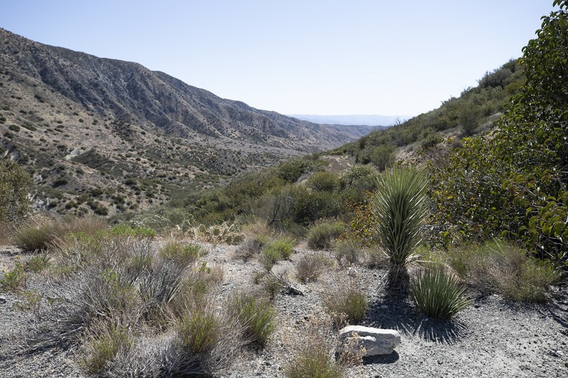 Joshua Tree photo 7