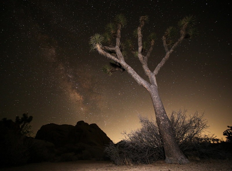 Joshua Tree photo 8