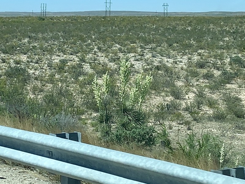Plains Yucca photo 3