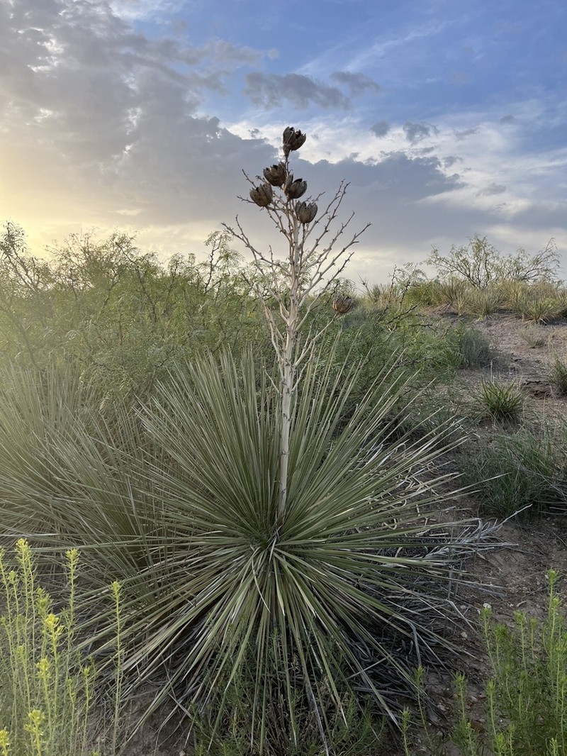 Plains Yucca photo 4