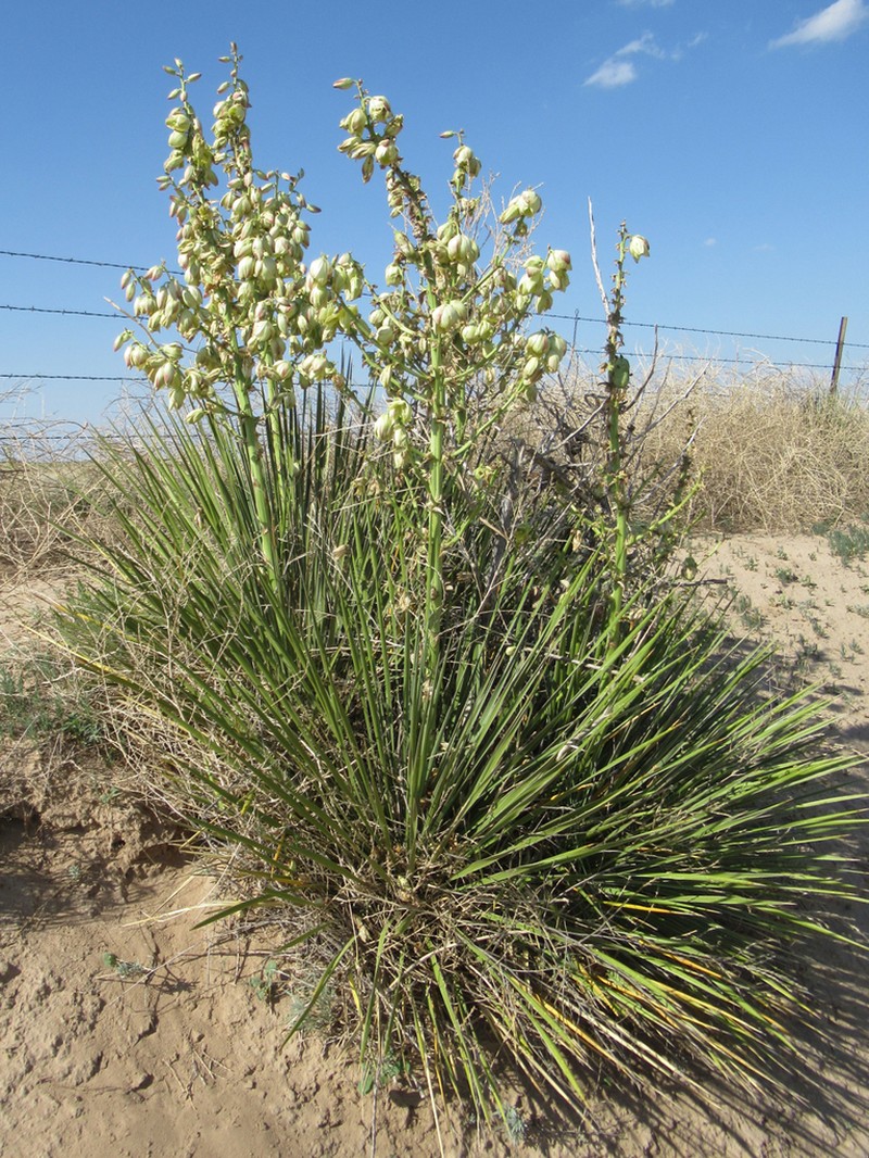 Plains Yucca photo 5