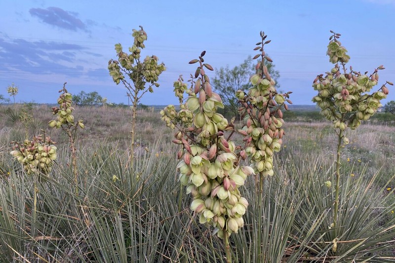 Plains Yucca photo 6
