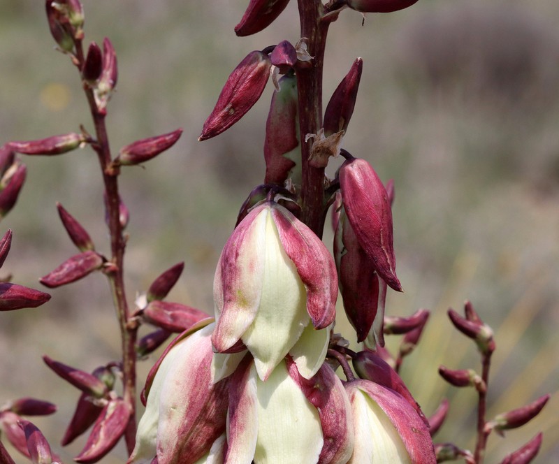 Plains Yucca photo 7