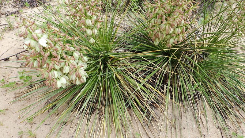Plains Yucca photo 8