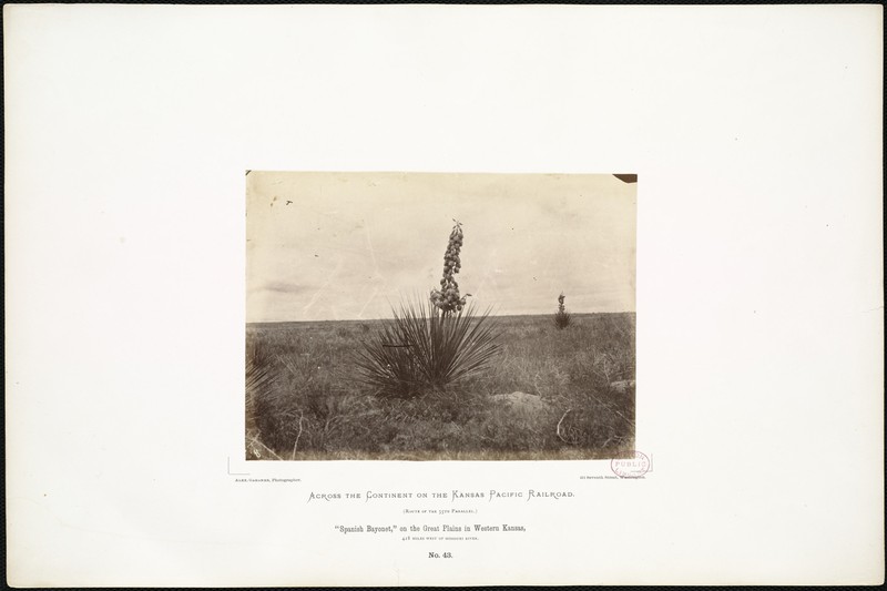 Plains Yucca photo 4