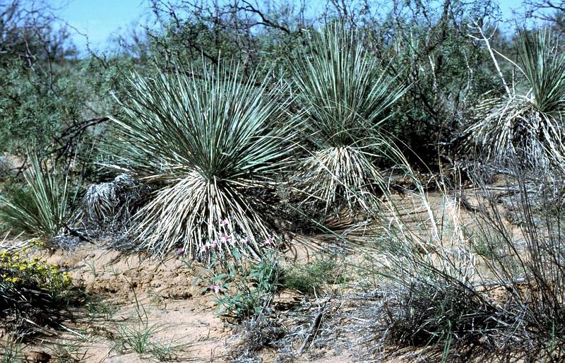 Plains Yucca