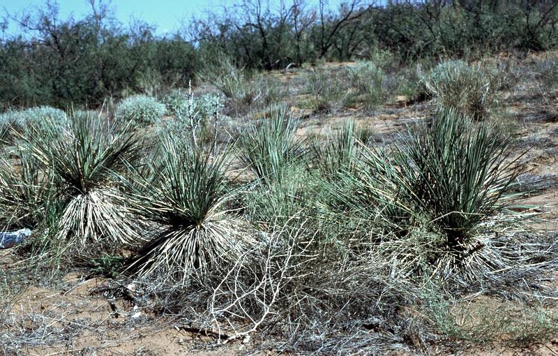 Plains Yucca photo 2