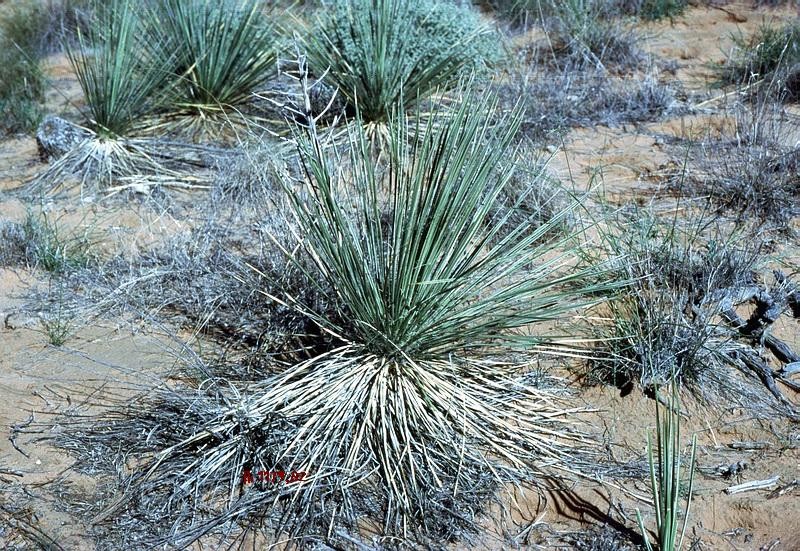 Plains Yucca photo 3
