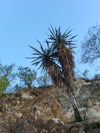 Yucca capensis