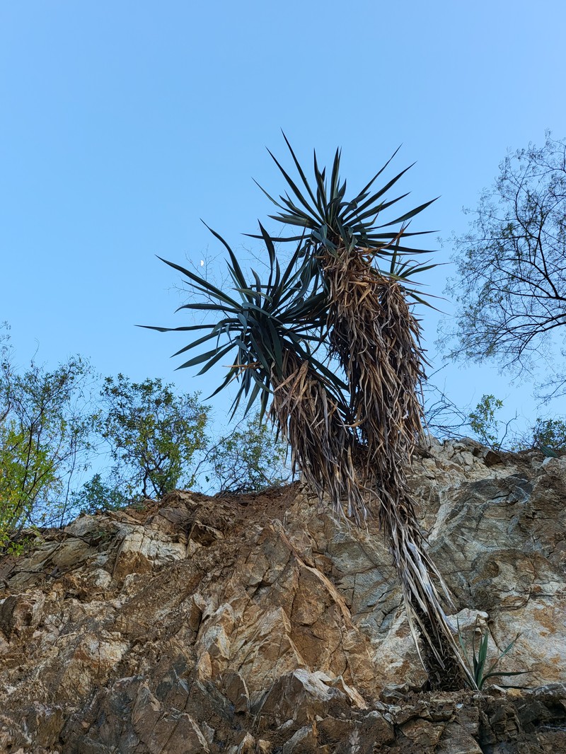 Yucca capensis