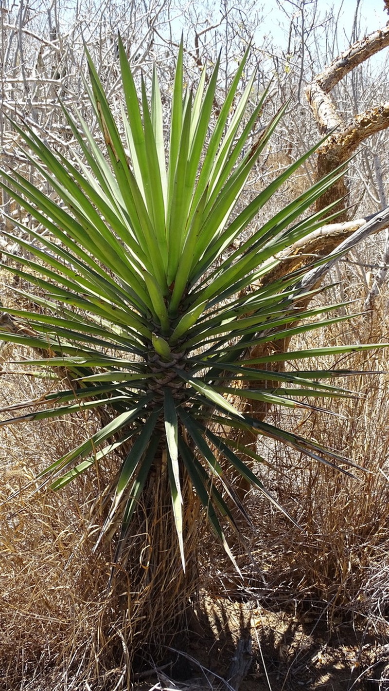 Yucca capensis photo 2