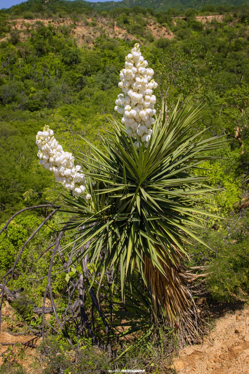 Yucca capensis photo 3