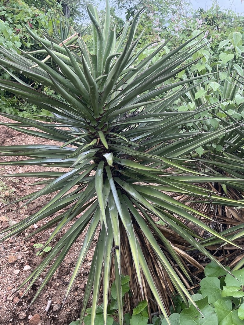 Yucca capensis photo 4
