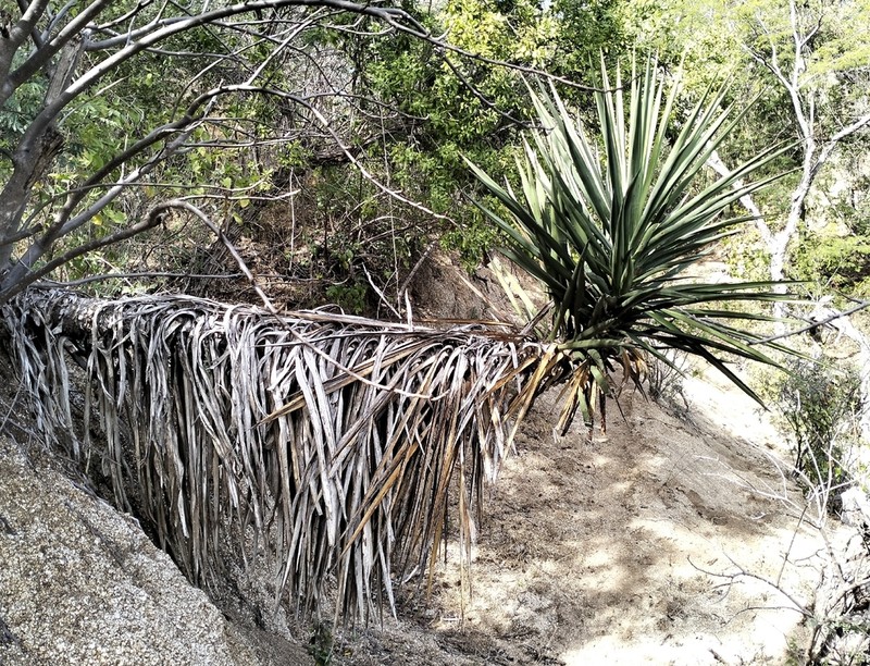Yucca capensis photo 5