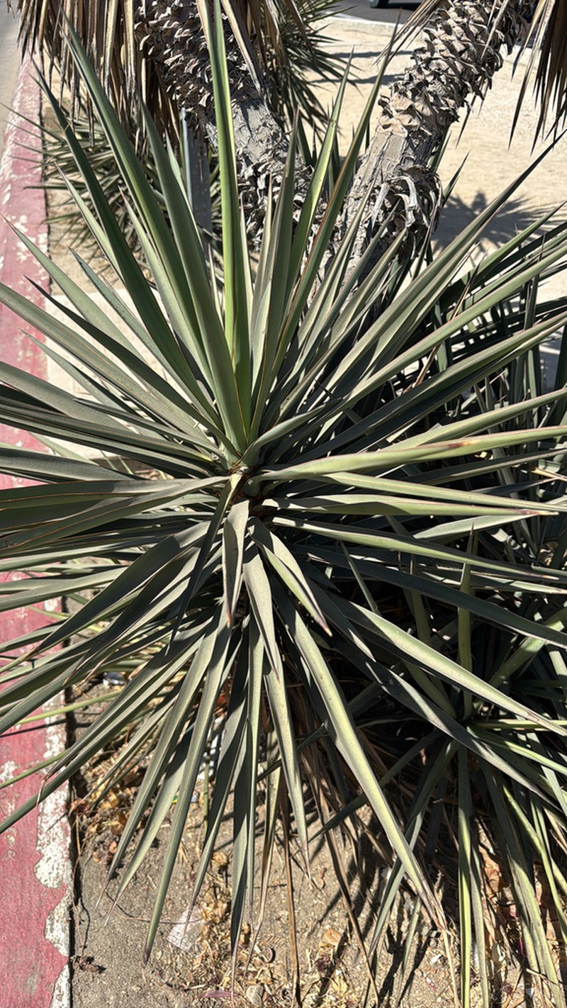Yucca capensis photo 6