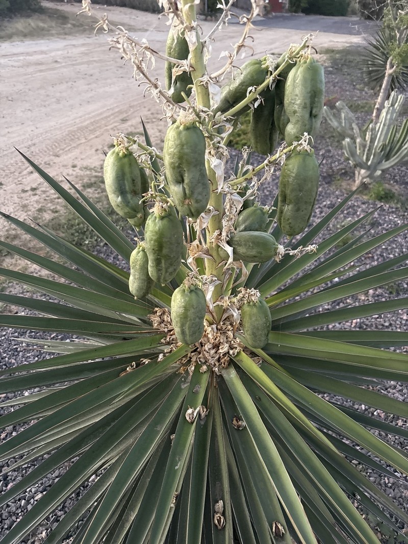 Yucca capensis photo 7