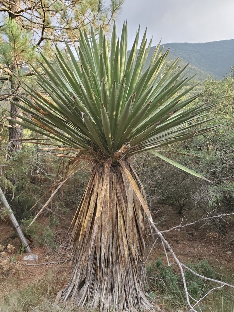 Yucca carnerosana