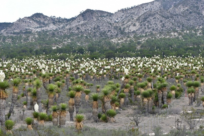 Yucca carnerosana photo 2