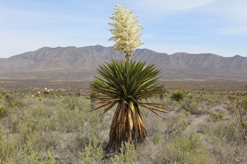 Yucca carnerosana photo 3