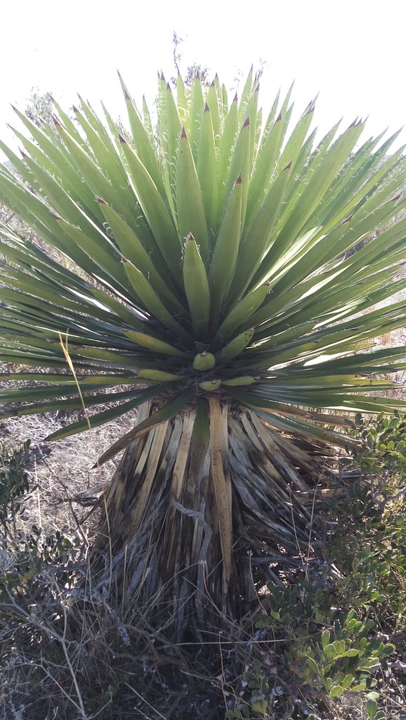 Yucca carnerosana photo 4