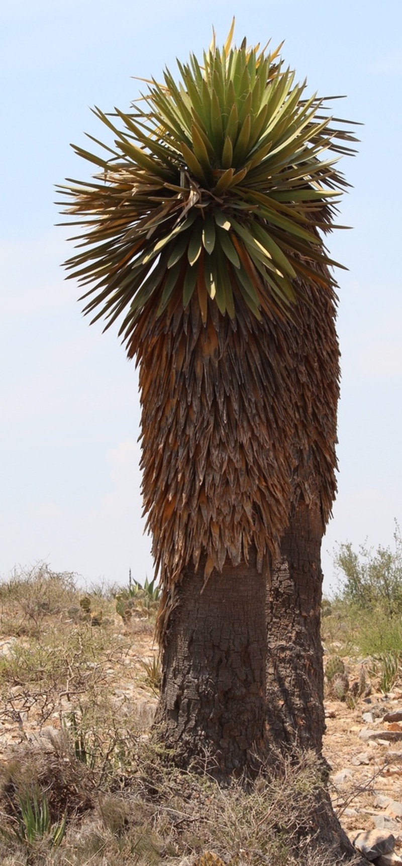 Yucca carnerosana photo 5