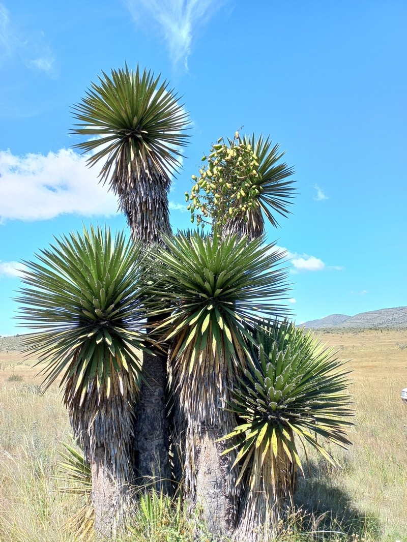 Yucca carnerosana photo 6