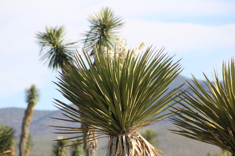 Yucca carnerosana photo 7
