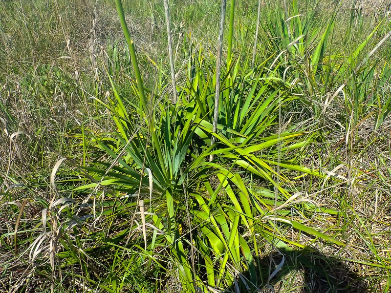 Yucca carrii