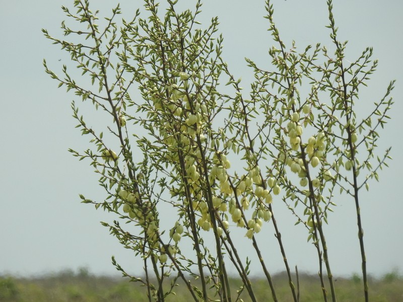 Yucca carrii photo 2
