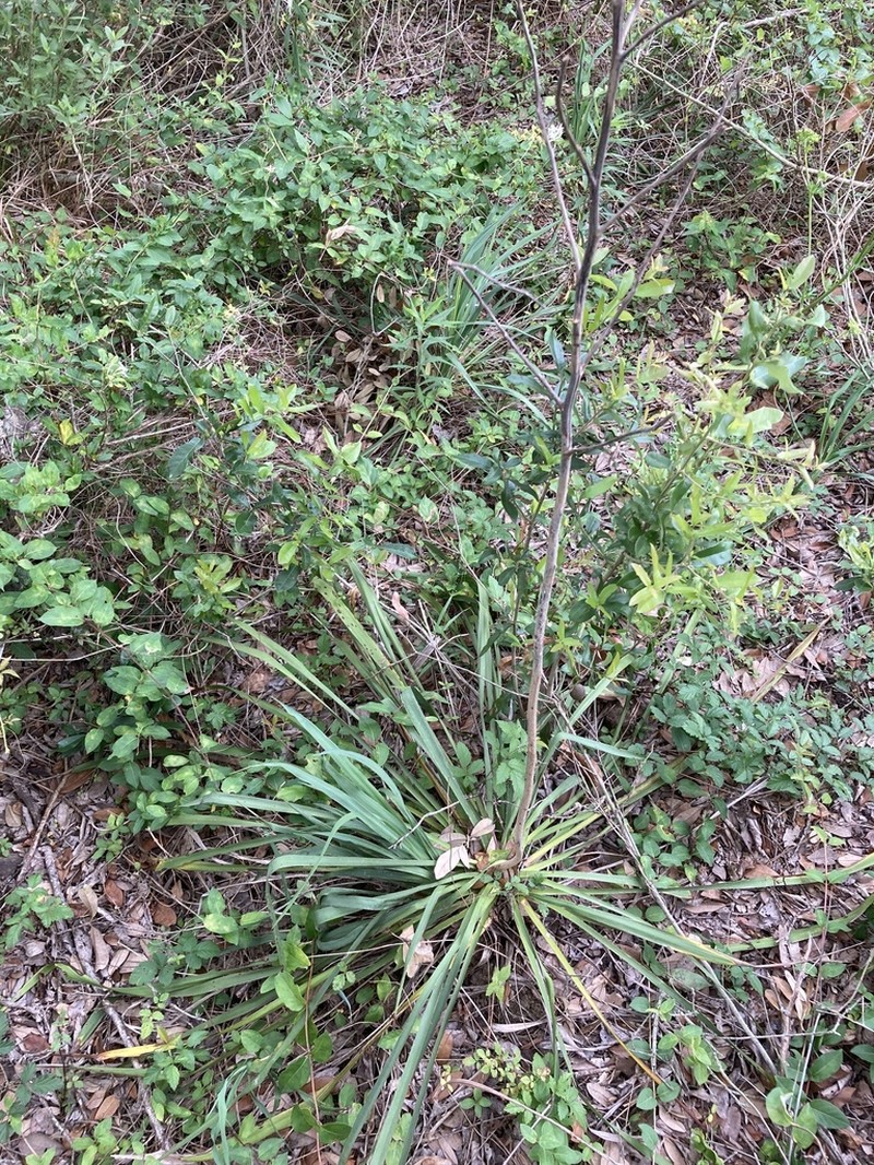 Yucca carrii photo 3