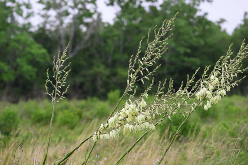 Yucca carrii photo 4