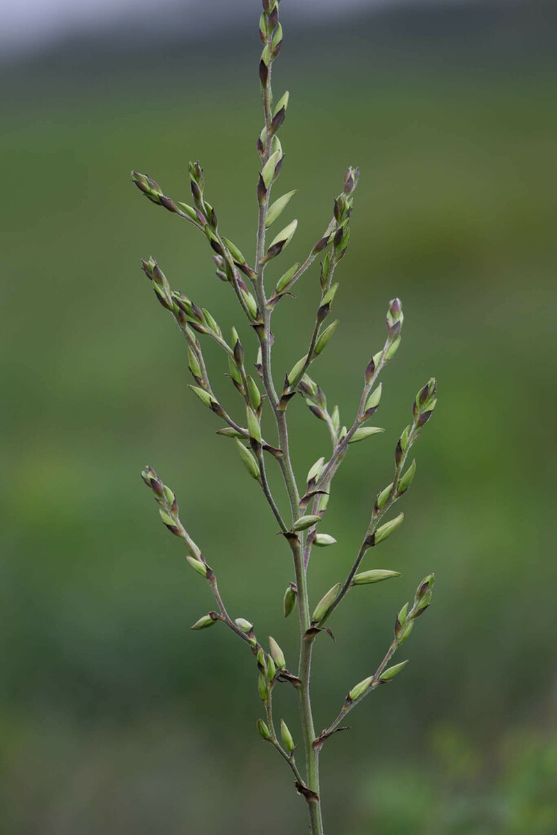 Yucca carrii photo 5